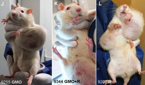 tumores en ratas por ogm
