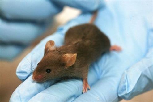 raton con genes humanos