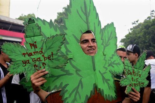 legalizacion de la marihuana en uruguay