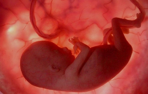 bebe en el utero