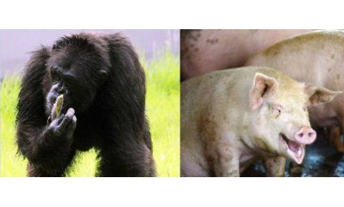 chimpance y cerdo