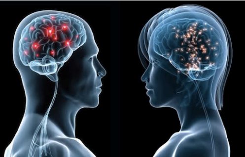 cerebro de hombre y mujer