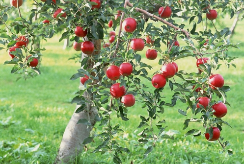 arbol de manzana