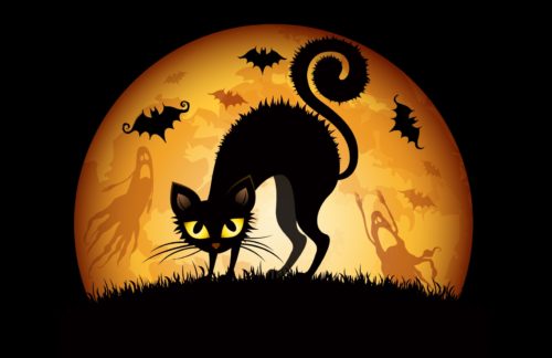 gatos en halloween