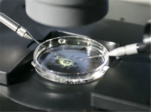 fecundacion in vitro