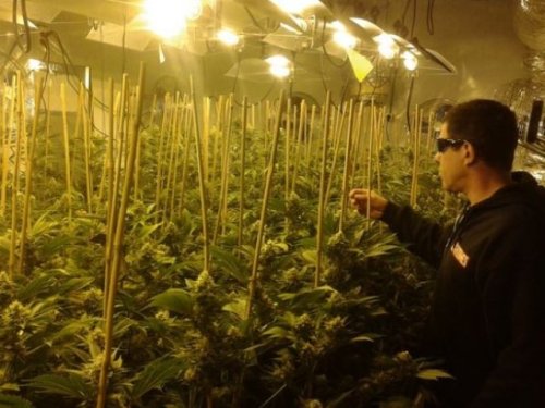 plantio de cannabis