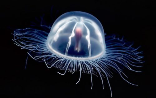 medusas inmortales