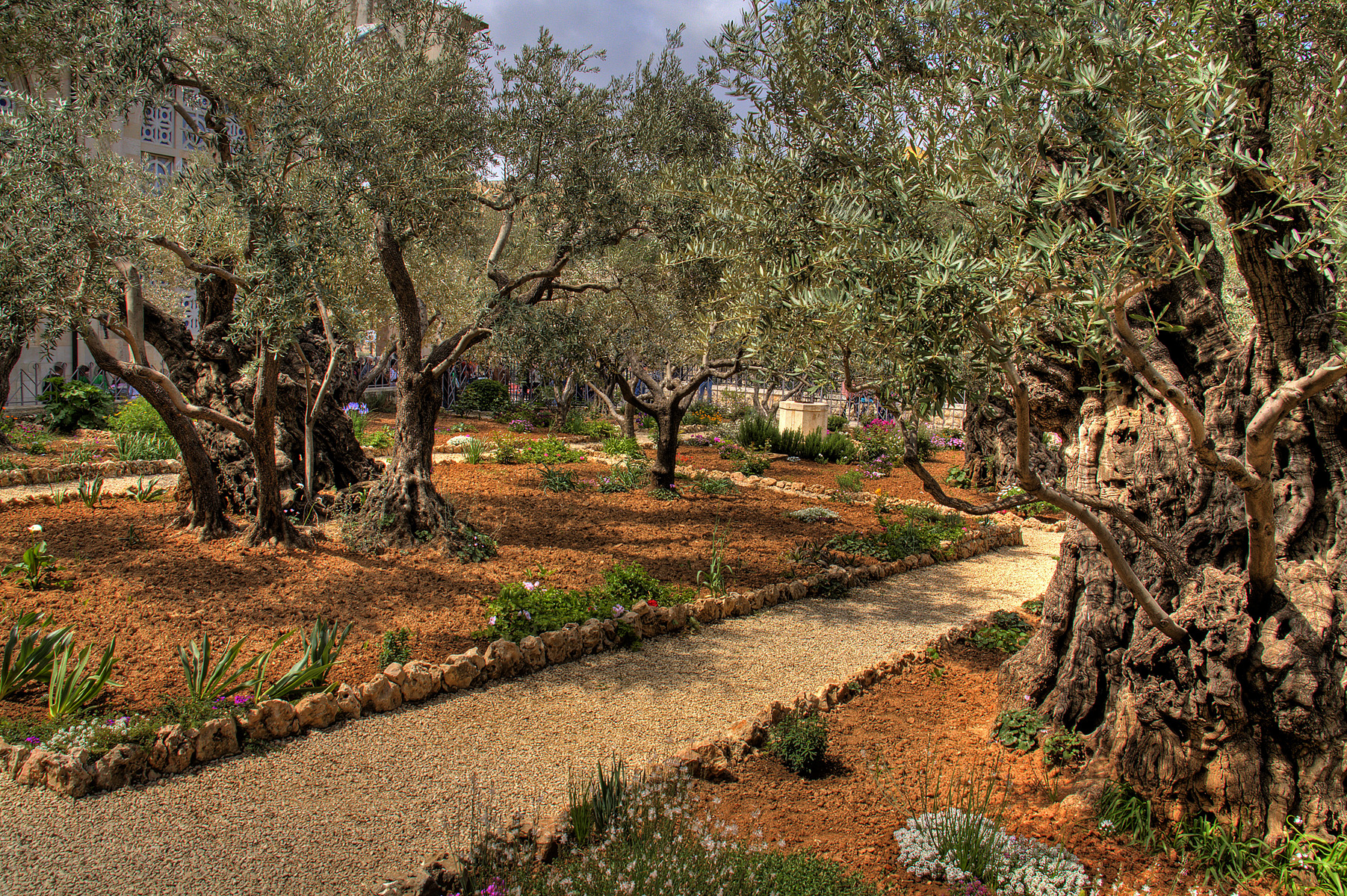 Poema dedicado al Olivo del Huerto de Getsemaní