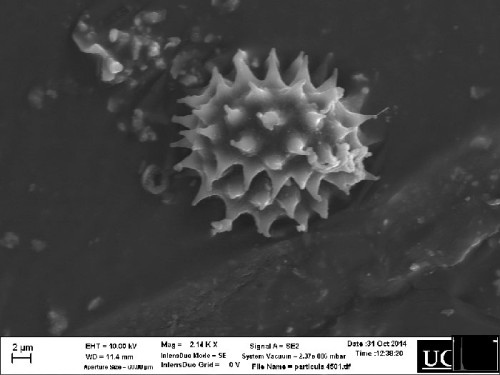 polen de microscopio de santo sudario